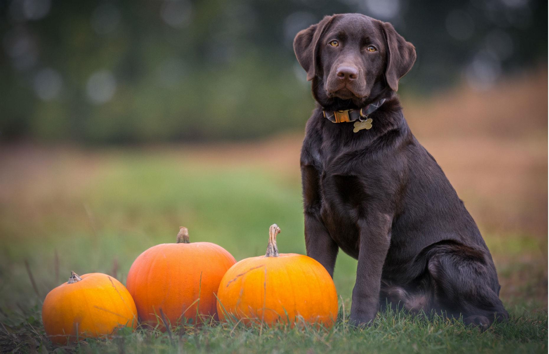 Dog treats and deodorant